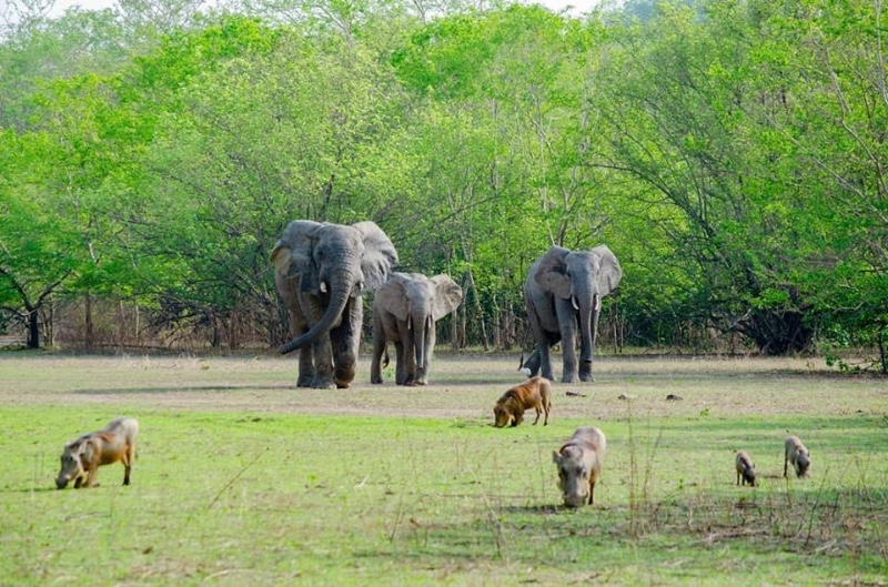 Elephants and other mammals at the Mole National Park a major point of tourism in the country