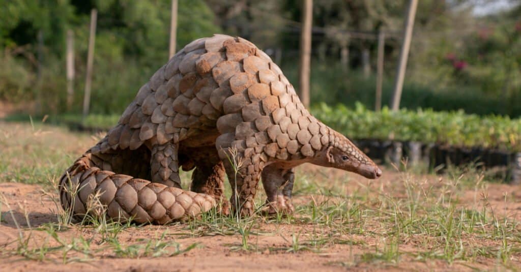 Pangolin. Ghana's new Wildlife law will offer new dimensions for conformity with international conventions to protect wildlife especially endangered species